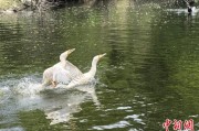 免费算命吉林：罕见白鸬鹚连续两年“故地重游”