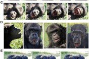 免费算命国际最新研究：机器人“打哈欠” 黑猩猩被传染