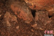 免费算命江西发现蜘蛛新物种 为研究呵叻蛛属适应区域提供依据